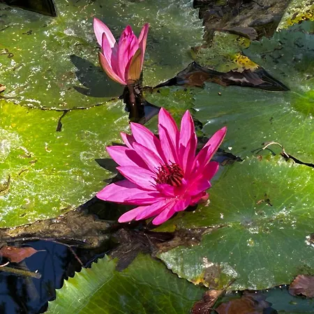 Magnolia Garden * Miskolc