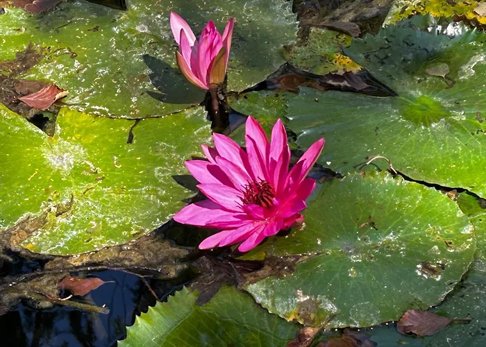 Magnolia Garden * Мишкольц